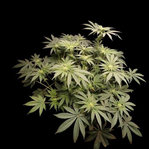 Sensi Star "Dont Panic Its Organic". Week 9