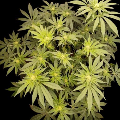 Sensi Star "Dont Panic Its Organic". Week 9
