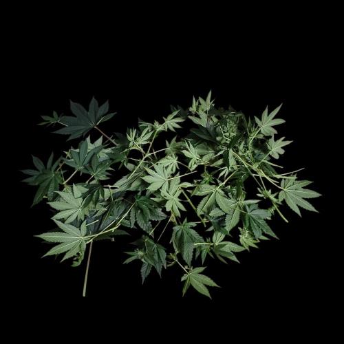 Sensi Star. Week 9