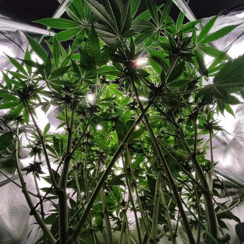 Sensi Star "Dont Panic Its Organic". Week 9