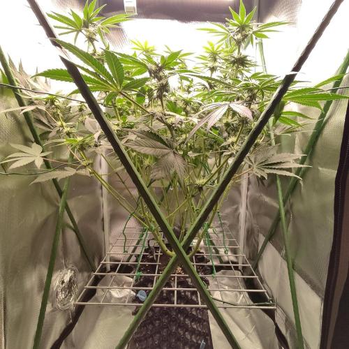 Sensi Star "Dont Panic Its Organic". Week 9