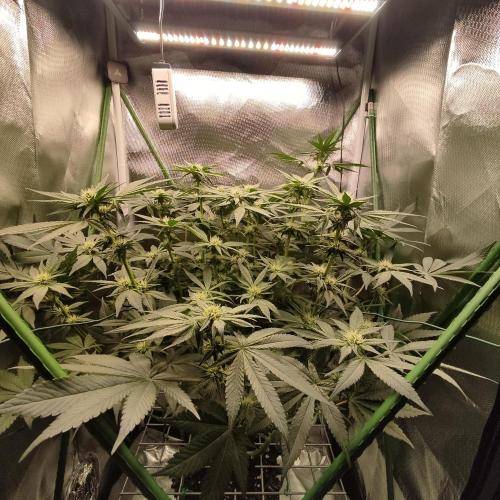 Sensi Star "Dont Panic Its Organic". Week 9