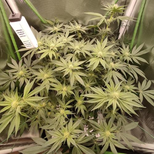 Sensi Star. Week 9
