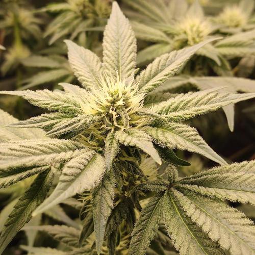 Sensi Star. Week 9