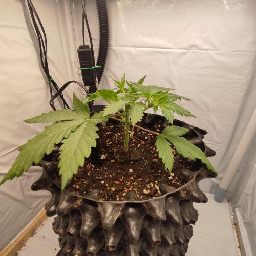 Ghost Train Haze #2. Week 3