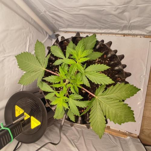 Ghost Train Haze. Week 3