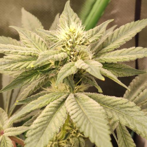 Sensi Star "Dont Panic Its Organic". Week 10