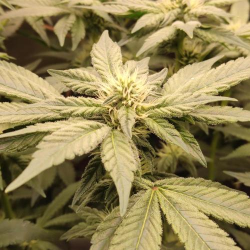 Sensi Star "Dont Panic Its Organic". Week 10
