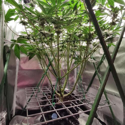 Sensi Star "Dont Panic Its Organic". Week 10