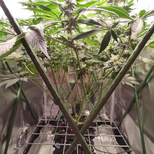 Sensi Star "Dont Panic Its Organic". Week 10