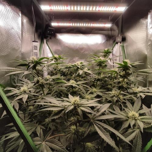 Sensi Star "Dont Panic Its Organic". Week 10