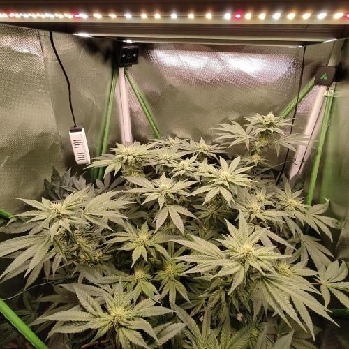 Sensi Star "Dont Panic Its Organic". Week 10