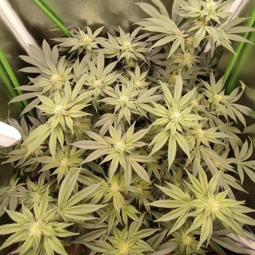 Sensi Star. Week 10