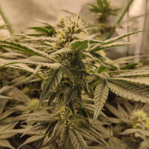 Sensi Star "Dont Panic Its Organic". Week 11