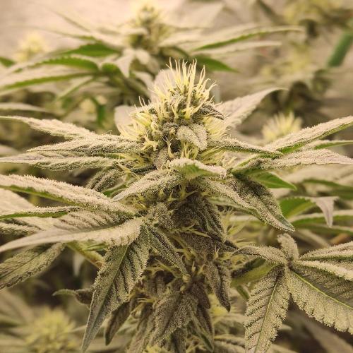 Sensi Star "Dont Panic Its Organic". Week 11