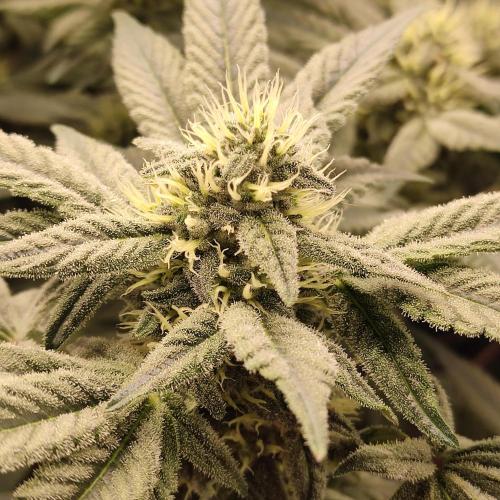 Sensi Star "Dont Panic Its Organic". Week 11