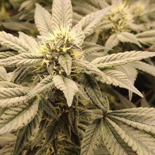 Sensi Star "Dont Panic Its Organic". Week 11