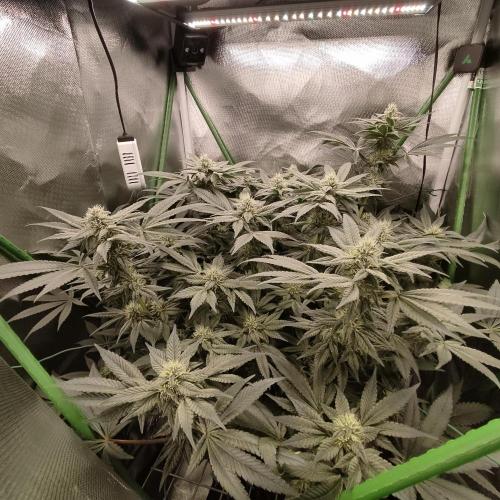 Sensi Star. Week 11