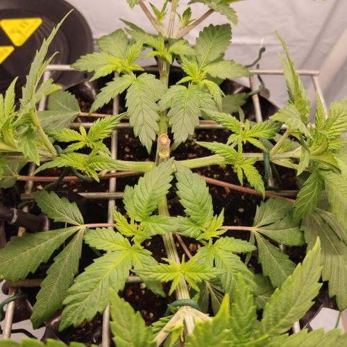 Ghost Train Haze #2. Week 4