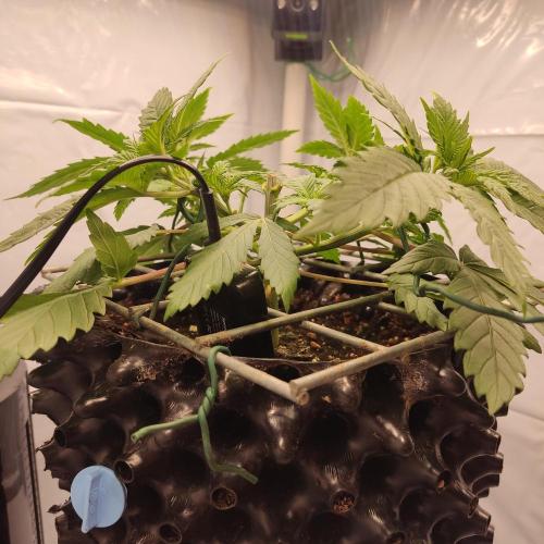 Ghost Train Haze #2. Week 4