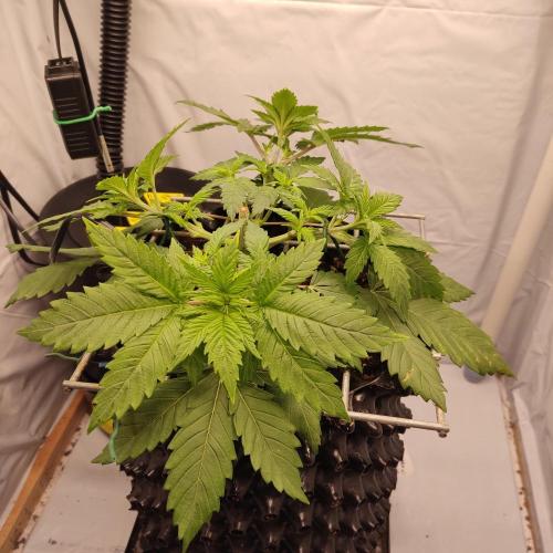 Ghost Train Haze #2. Week 4