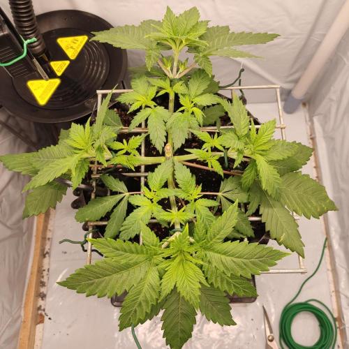 Ghost Train Haze #2. Week 4