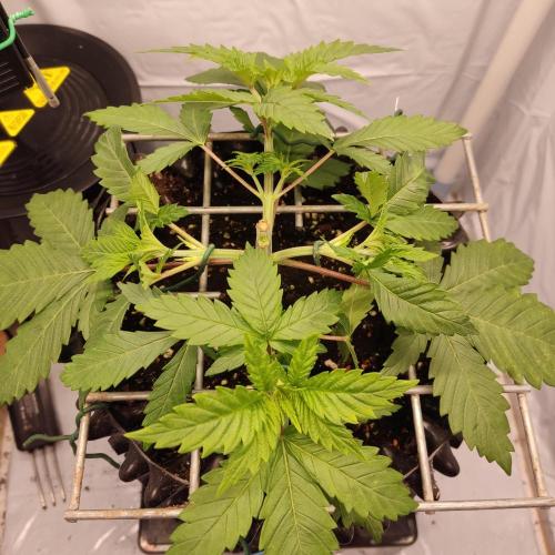 Ghost Train Haze #2. Week 4
