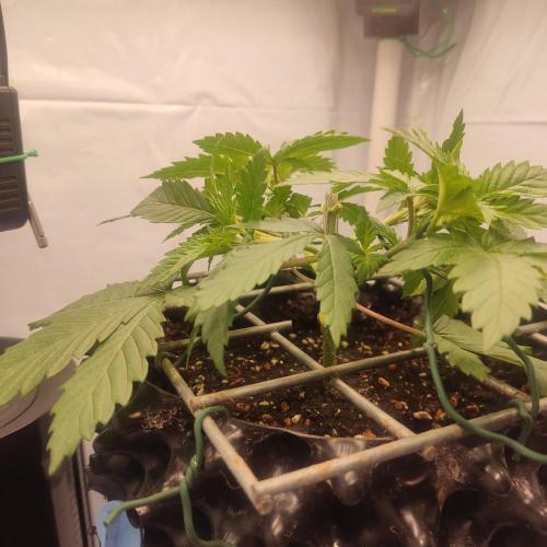 Ghost Train Haze #2. Week 4