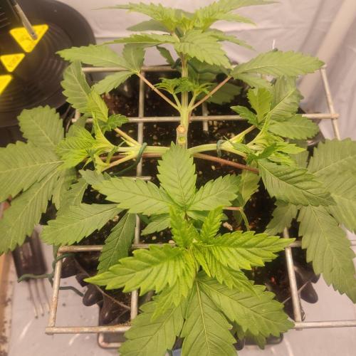 Ghost Train Haze. Week 4