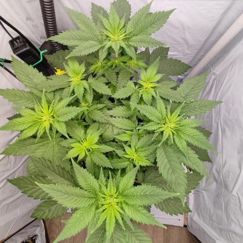 Ghost Train Haze #2. Week 5