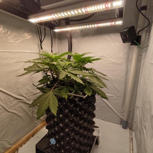 Ghost Train Haze. Week 5