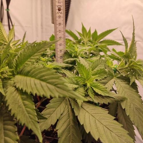 Ghost Train Haze #2. Week 5