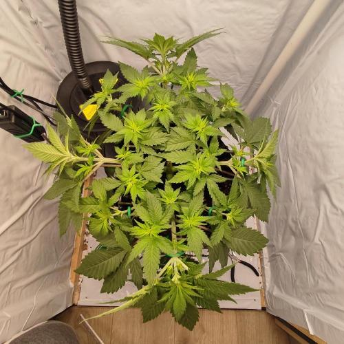Ghost Train Haze #2. Week 5