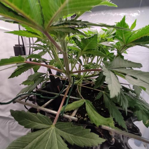 Ghost Train Haze #2. Week 5