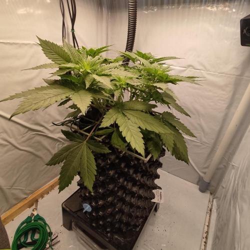Ghost Train Haze #2. Week 5