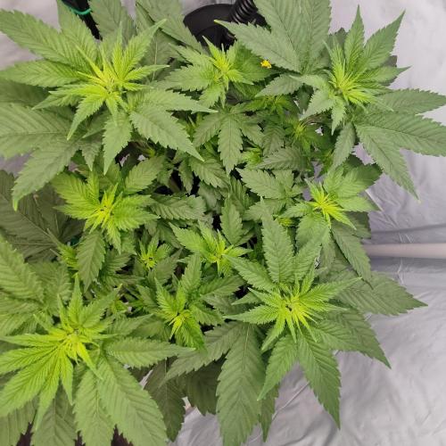 Ghost Train Haze #2. Week 5