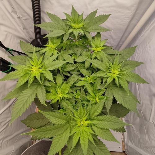 Ghost Train Haze. Week 5