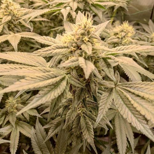 Sensi Star "Dont Panic Its Organic". Week 12