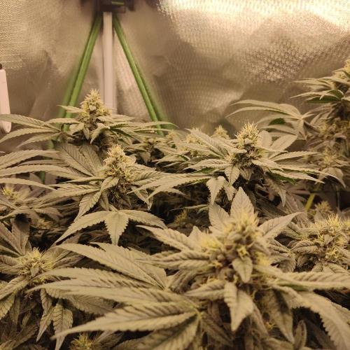 Sensi Star "Dont Panic Its Organic". Week 12