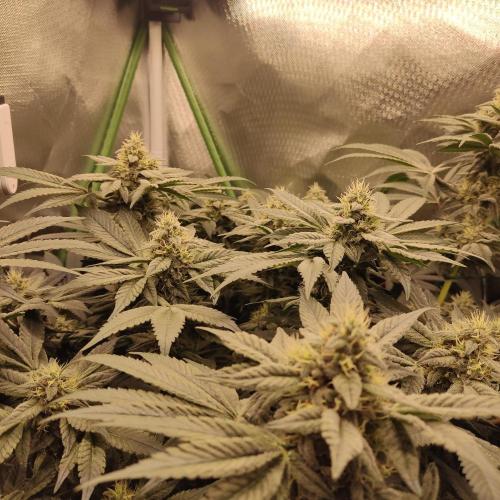 Sensi Star "Dont Panic Its Organic". Week 12