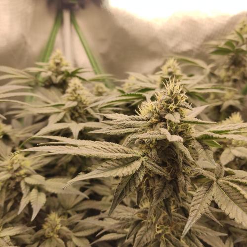 Sensi Star "Dont Panic Its Organic". Week 12