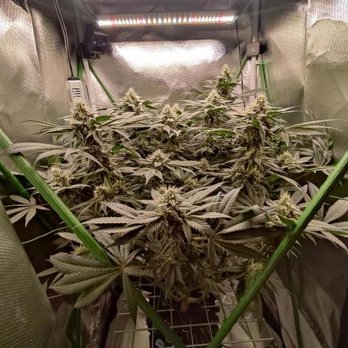 Sensi Star. Week 12