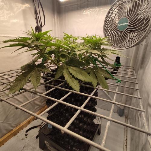 Ghost Train Haze #2. Week 5
