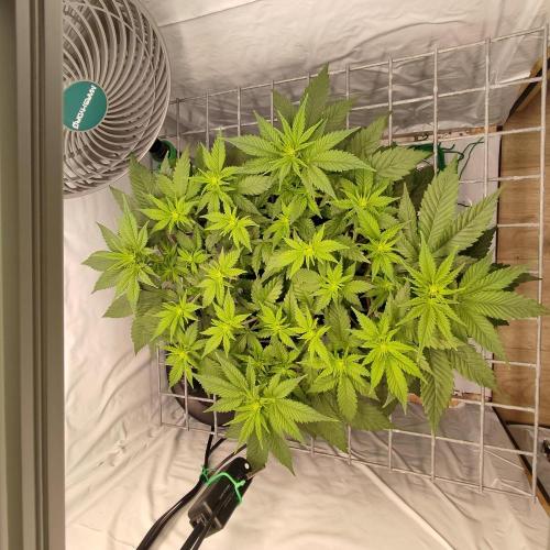 Ghost Train Haze #2. Week 5