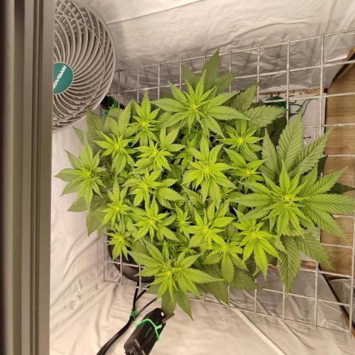 Ghost Train Haze. Week 5