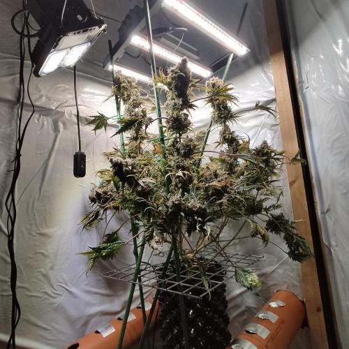 Mentha de Croco Bx1 F2. Week 17