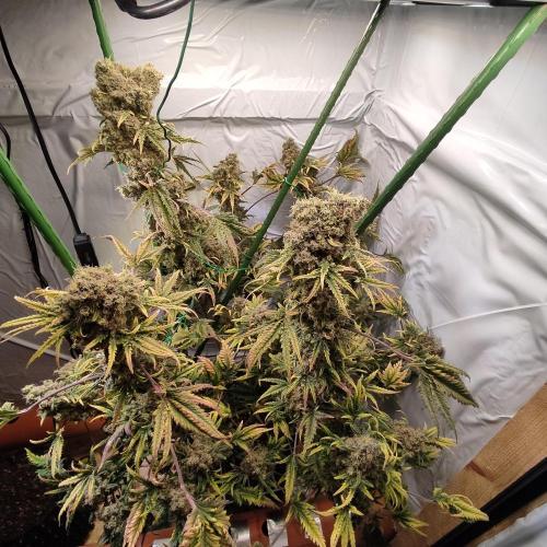 Mentha de Croco Bx1 F2. Week 17