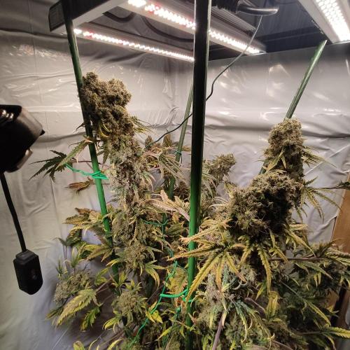 Mentha de Croco Bx1 F2. Week 17