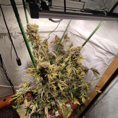 Mentha de Croco Bx1 F2. Week 17