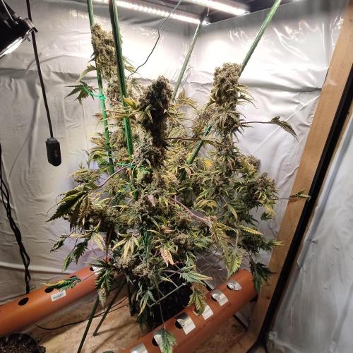 Mentha de Croco Bx1 F2. Week 17